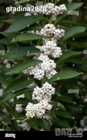Каликарпа - Налични 2 вида Бяла - Callicarpa dichotoma Albibacea Лилава -Callicarpa dichotoma 'Issai, снимка 9 - Разсади - 42145705