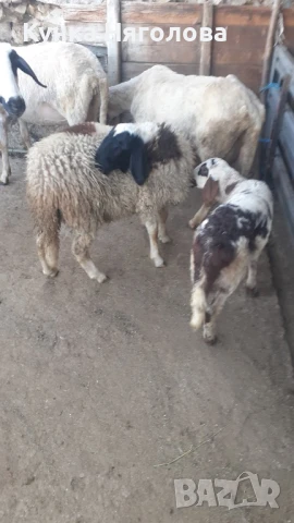 Продавам агнета и овце, снимка 8 - Овце - 51152827