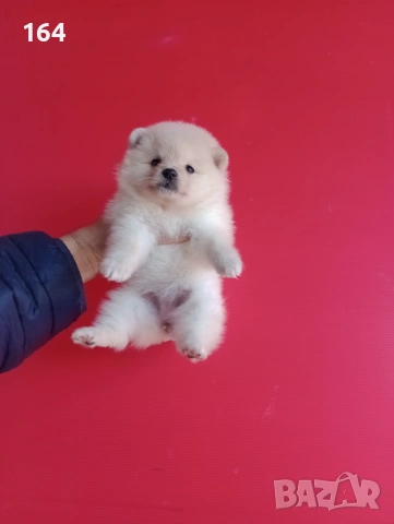 Померани. Мъжки и женски Померани. Реални снимки !, снимка 2 - Померан - 52930206