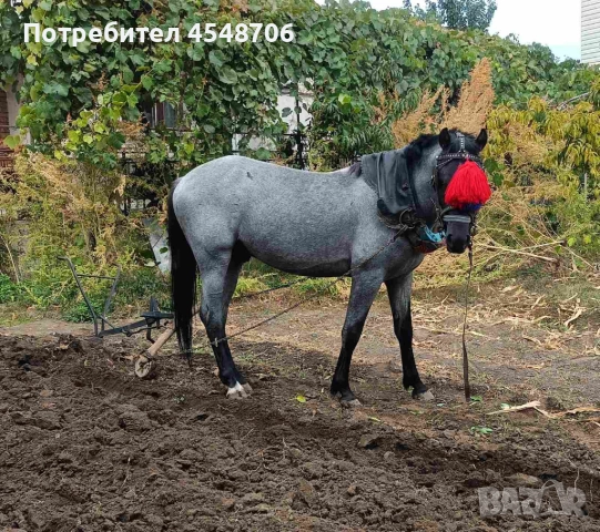 Продавам кон, снимка 3 - Коне - 51191576