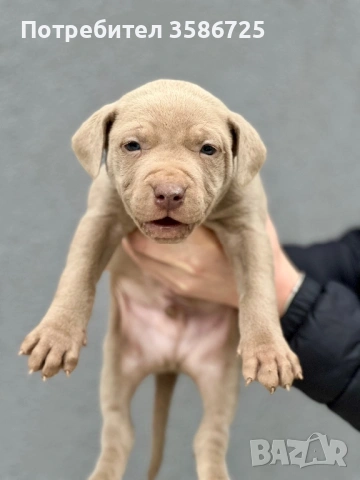 Питбул blue fawn, снимка 7 - Питбул - 53942747