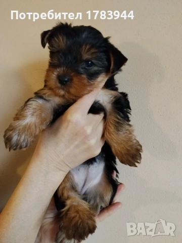 Женско йорки родено на 12.12.2025, снимка 3 - Йоркширски териер - 53285579