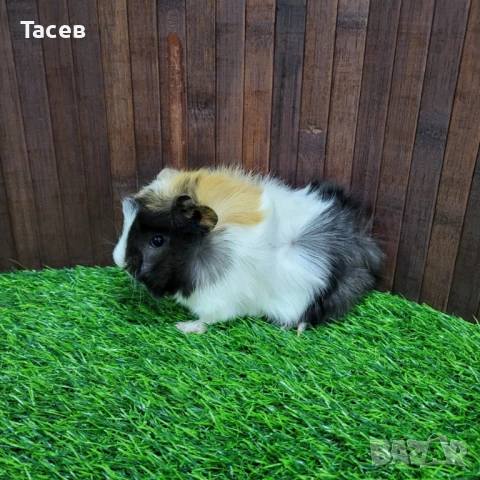 Морски свинчета, снимка 1