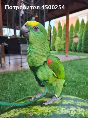 Шестмесечна женска амазона (с клетка), снимка 9 - Папагали - 52708916