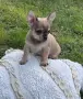 Прекрасно Чихуахуа Момченце, снимка 2