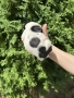  френски булдог/french Buldog, снимка 3
