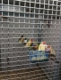 продавам гулдови папагалови и други амадини, снимка 3