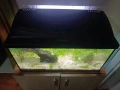 аквариум със рибки , снимка 3