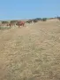 Продавам стадо крави , снимка 8