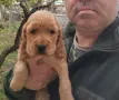 Кокер Шпаньол.. , снимка 1