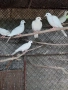 Бяли смеещисе гугутки , снимка 2