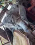 Сив Таби котарак търси дом, снимка 3