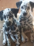 Кучета, далматинци,домашни любимци,, снимка 3