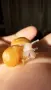Африкански охлюви archachatina marginata ovum, снимка 1