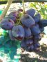 Десертни сортове грозде., снимка 10