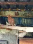 Продавам поморийски гълаби, снимка 4