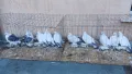 Ice pigeons, снимка 3