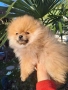 Продавам померан , снимка 7