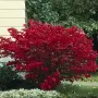 Oгнен храст - Euonymus alatus ​ Студоустойчив , снимка 5