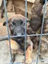 🐕 ПРОДАВАТ СЕ КУЧЕНЦА МАЛИНОА 🐕, снимка 6