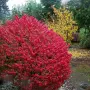 Oгнен храст - Euonymus alatus ​ Студоустойчив , снимка 2