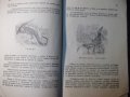 Книга "В царството на животните.Крокодил-9-Г.Дражев"-176стр., снимка 5