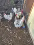  разплодни яйца от родопска шарена, снимка 2