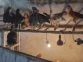Продавам петли ..., снимка 2