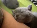 Британски късокосмести котета , снимка 2