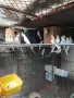 Различни видове папагали на топ цени!, снимка 3