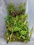 Аквариумни растения, снимка 3
