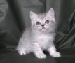 Британски късокосмести котета, снимка 12