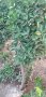 Евонимус, снимка 1 - Стайни растения - 42573276