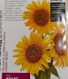 Разсад декоративен слънчоглед 2, снимка 1 - Градински цветя и растения - 44766740