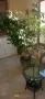Фикус микрокарпа (Ficus microcarpa), снимка 2