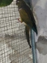 продавам папагали , снимка 6