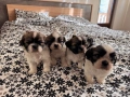 Кученца ши-тцу, кучета, куче, кученце, снимка 6