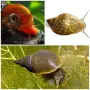 Планорбис (Planorbis planorbis) - водни охлюви за аквариум или градинско езеро, снимка 2