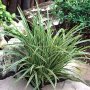 Карекс Айс Данс, Carex morrowii Ice Dance, студоустойчива, вечнозелена, снимка 1 - Градински цветя и растения - 42553874