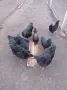 Аям  Кемани 6+1 , снимка 3