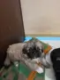 Кученца пекинези, снимка 8