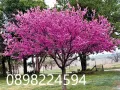 Див рожков (Cercis siliquastrum) Дърво на Юда, снимка 1
