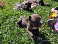 Малки бебета питбули , снимка 5