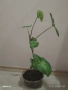 Стайни растения за дома и офиса , снимка 1