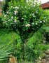 👌👌👌 Hibiscus syriacus, наричан роза на Шарон , снимка 3