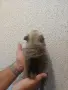 померан мини шпиц мъжко, снимка 6