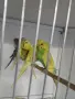 Вълнисти папагали и Корели , снимка 4