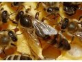 Пчелни майки и отводки, снимка 1 - За пчели - 37585778