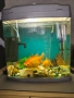 обурудван аквариум с рибки , снимка 1