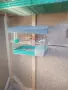 Продавам канарчета, снимка 2